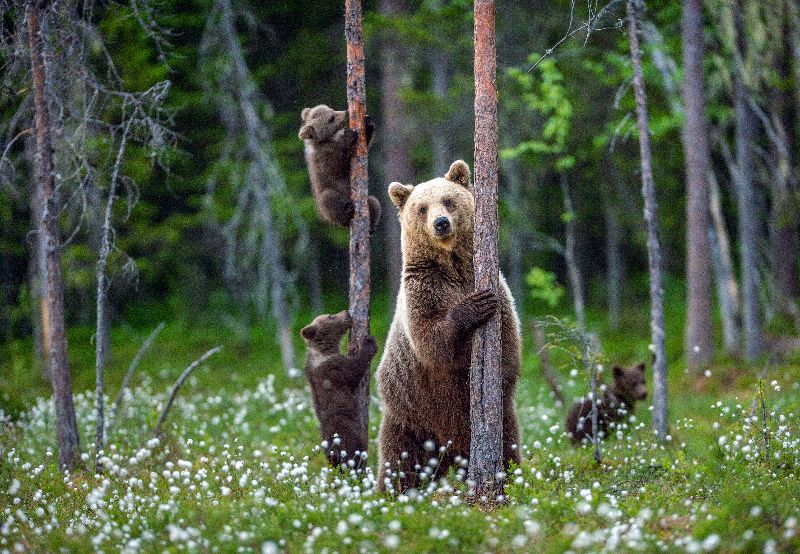 2020 L'ours Qui Avala Une Mouche