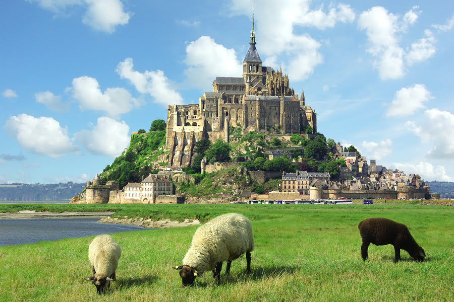 des moutons pâturent avec l'île du Mont Saint-Michel en arrière-plan